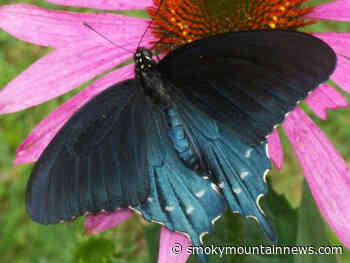 Become a Master Gardener - Smoky Mountain News