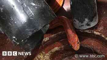 Snake in a drain in safe hands after shocking gardener, RSPCA says - BBC