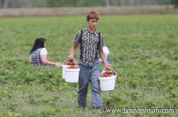 Strawberry season off to a sweet start - The Brandon Sun