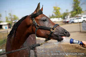Arabian horse show saddling up for Brandon - The Brandon Sun
