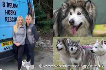 Meet the women taking on a 24 hour kennel lock-in challenge for charity - Yorkshire Evening Post