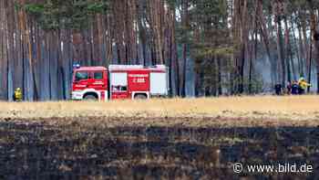 Truppenübungsplatz bei Munster: 50 Hektar Wald und Heide in Flammen - BILD
