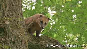 Rode neusbeer gaat ervandoor nadat niemand hem uit boom kan halen - Omroep Brabant