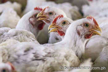 'Vaccines to fight fowl adenovirus urgently needed' | Jasper Y. Arcalas - BusinessMirror
