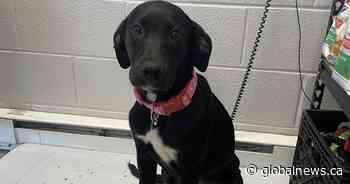 Brockville SPCA receives 25 dogs from United States - Global News