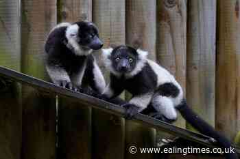 'Full of energy' endangered lemur pups born at safari park - Ealing Times