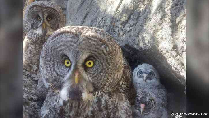 What a hoot! Owl chicks hatch at the Calgary Zoo