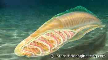 520-million-year-old fossils could solve an evolutionary mystery - Interesting Engineering