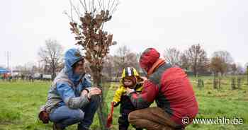 Gemeente lanceert digitale bomenteller | Zele | hln.be - Het Laatste Nieuws