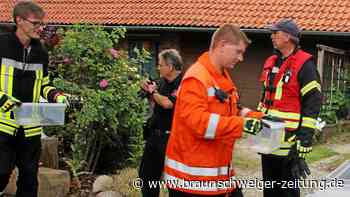 Nach Schlangenbiss: Haltungsverbot gegen 35-Jährige aus Sehlde