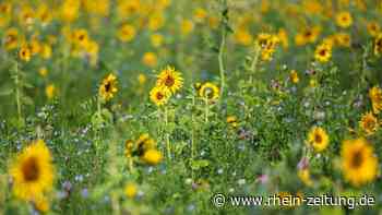 Biodiversität im Blick: Kreis MYK startet neue Reihe an vier Abenden - Rhein-Zeitung