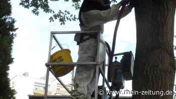 Stadt Mayen warnt: Vorsicht vorm Eichenprozessionsspinner - Andernach & Mayen - Rhein-Zeitung