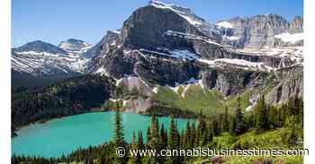 Montana Cannabis Legalization Trends: Adult-Use Sales Up, Medical Sales Down - Cannabis Business Times