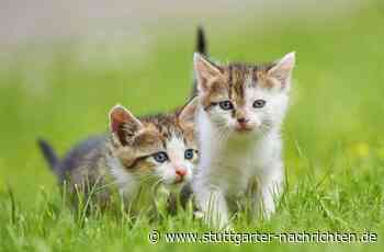 Mannheim - Zwei Katzen sterben bei Wohnungsbrand - Stuttgarter Nachrichten