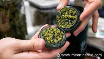 Fee sharing, telehealth raise questions about Florida’s medical marijuana industry - Miami Herald
