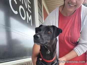 BARCS Rescue's Adoptable Dog Tales - Myra from India! - CochraneNow.com