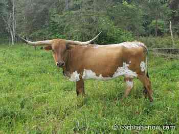 Alberta Texas Longhorn wins Grand Champion Female - CochraneNow.com