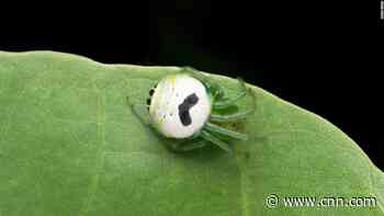 Pringles wants a spider named after it