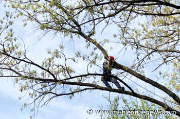 Tree climbers to invade Maple Ridge Park for BC competition - Maple Ridge News