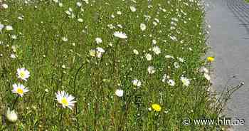 Internationale jury beoordeelt de groen- en bloemenrealisaties in Oudenaarde - Het Laatste Nieuws