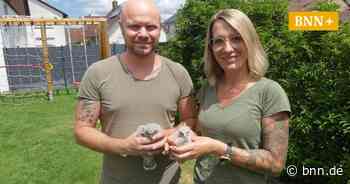 Falknerin aus Stutensee-Spöck kümmert sich um junge Greifvögel in Not - BNN - Badische Neueste Nachrichten