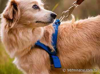Prefeitura de Natal regulamenta ingresso de animais em shoppings e lista raças proibidas - Portal 98 FM Natal - 98 FM Natal