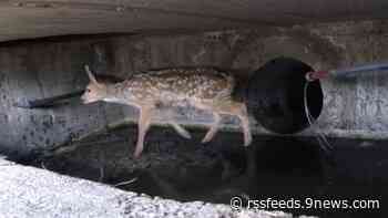 VIDEO: Wildlife officers rescue fawn stuck in sewer