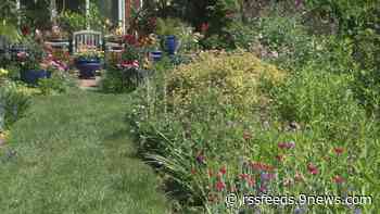 Proctor's Garden: How to create an English perennial border