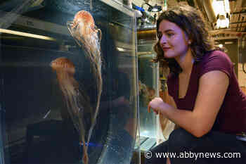 UBC PhD student takes to trans-national waters to study jellyfish bloom mischief