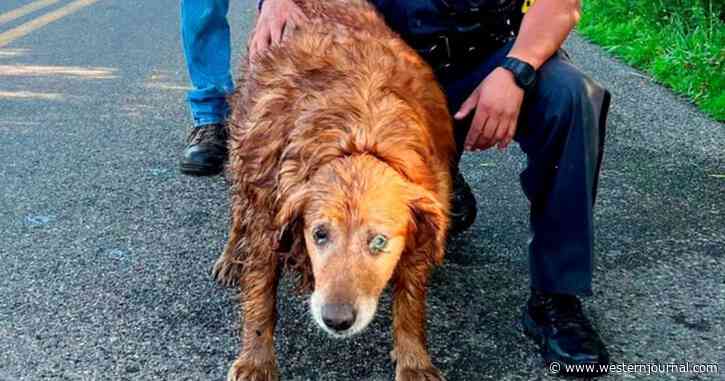 Officer Crawls Into Drain Pipe to Rescue 13-Year-Old Golden Retriever That Had Been Missing for Days