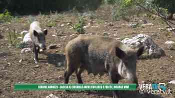 Regione Abruzzo – Caccia al cinghiale anche con arco e frecce, insorge il WWF - VeraTV News