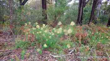 Resurrection of 'zombie' housing project approved 30 years ago sparks fears for threatened species
