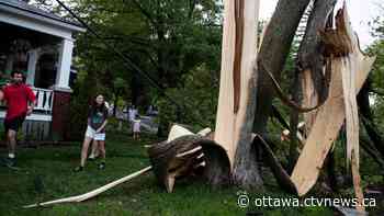 City of Ottawa giving away free wood chips from storm cleanup - CTV News Ottawa
