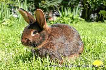 Kandern - Kaninchen und Rassegeflügel bei Jungtierschau - www.verlagshaus-jaumann.de