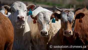 Sask. ranchers call for investigation into cattle and beef pricing