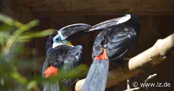 Vogelpark Heiligenkirchen will größer werden | Lokale Nachrichten aus Detmold - Lippische Landes-Zeitung