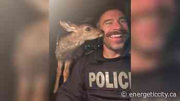 FSJ RCMP seize fawn during traffic stop - Energeticcity.ca