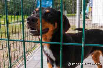 Piraquara terá feira de adoção de animais neste domingo - Massa News