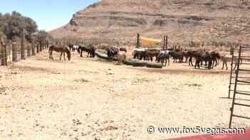 LVMPD search continues for suspect who shot, killed horses at Cowboy Trail Rides in Red Rock Canyon - Fox 5 Las Vegas