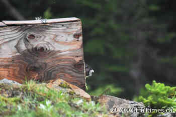 Threatened Vancouver Island marmots continue to re-emerge from the brink – Trail Daily Times - Trail Times