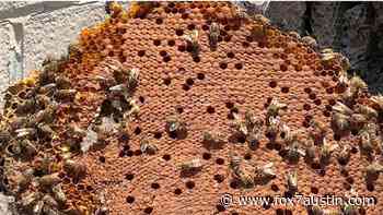Large bee removal project begins at Austin-Bergstrom International Airport - FOX 7 Austin