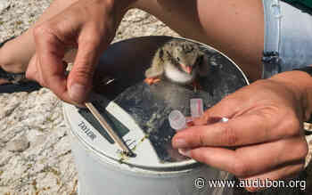 Bird Poop: The Next Frontier of Avian Conservation - National Audubon Society