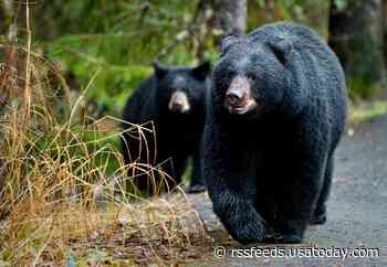Four black bears killed by Alaska officials for entering campground for homeless people