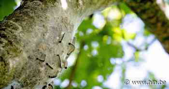 Groendienst bestreed 600 nesten met eikenprocessierupsen | Olen | hln.be - Het Laatste Nieuws