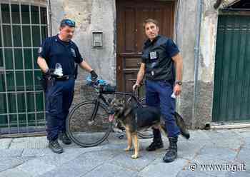 Spaccio ad Albenga, Ciangherotti (FI): “Uscita da associazione di polizie locali ci ha fatto perdere unità cinofila: amministrazione incompetente” - IVG.it