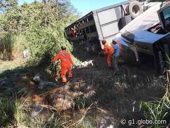 Caminhão com 80 bezerros tomba na BR-116, em Muriaé - Globo