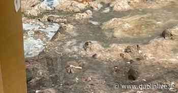 Dublin mum horrified after 'river of poo' erupts in garden - Dublin Live