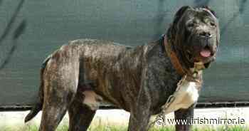 Giant 'devil dog' put down weeks after mauling young boy in Dublin home - Irish Mirror