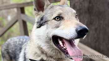 Smarrito cane lupo cecoslovacco - Termoli Online