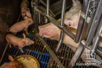 La sofferenza delle scrofe del prosciutto di Parma in un nuovo video del Ciwf - Il Salvagente